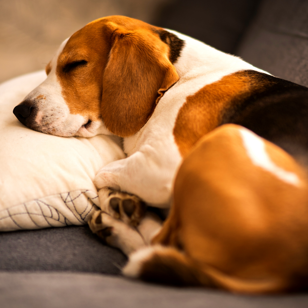 How To Maintain A Pet Friendly Apartment TGO Blog how-to-maintain-a-pet-friendly-apartment-tgo-blog