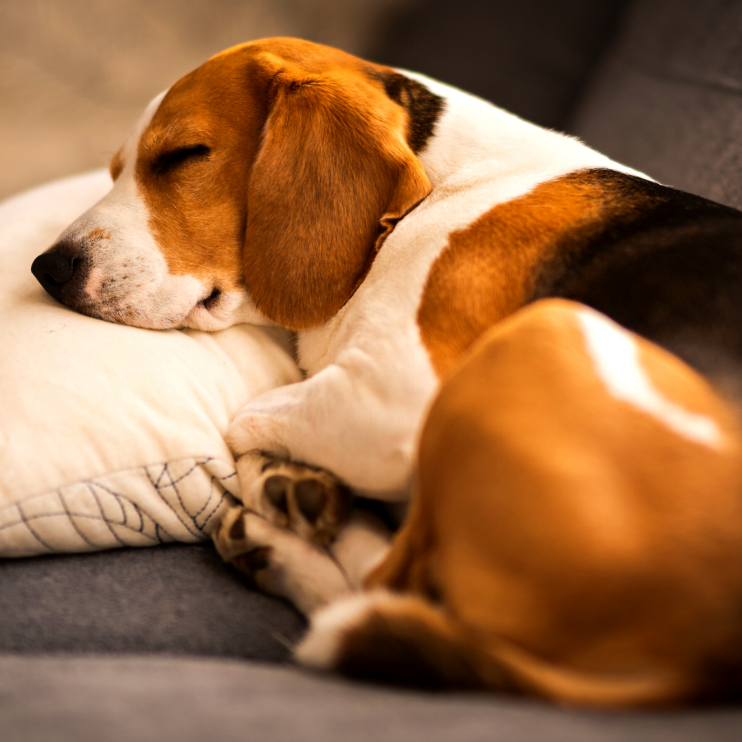 how-to-maintain-a-pet-friendly-apartment-tgo-blog