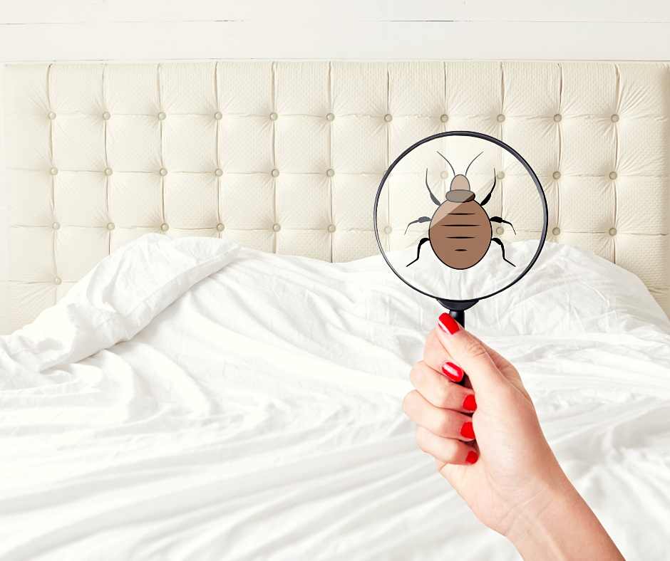 How to prevent bed bugs