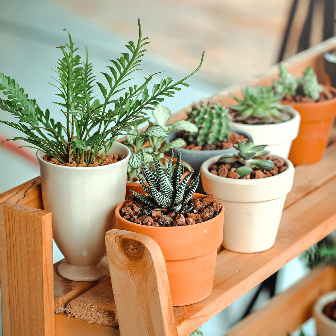 Read more about the article Four Plants To Avoid Buying If You Have Pets & Four Alternatives